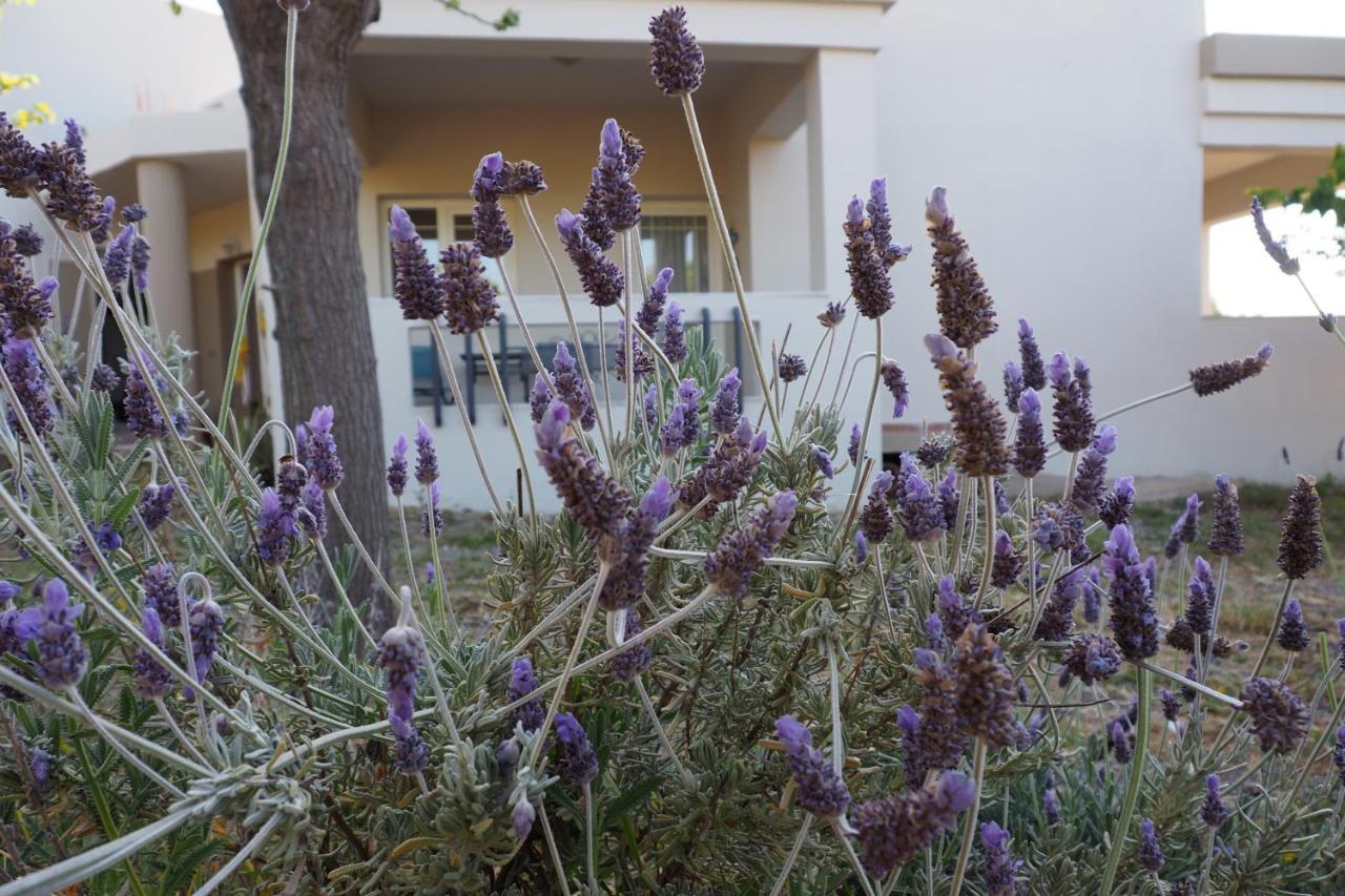 Olive House Villa Malia Eksteriør bilde